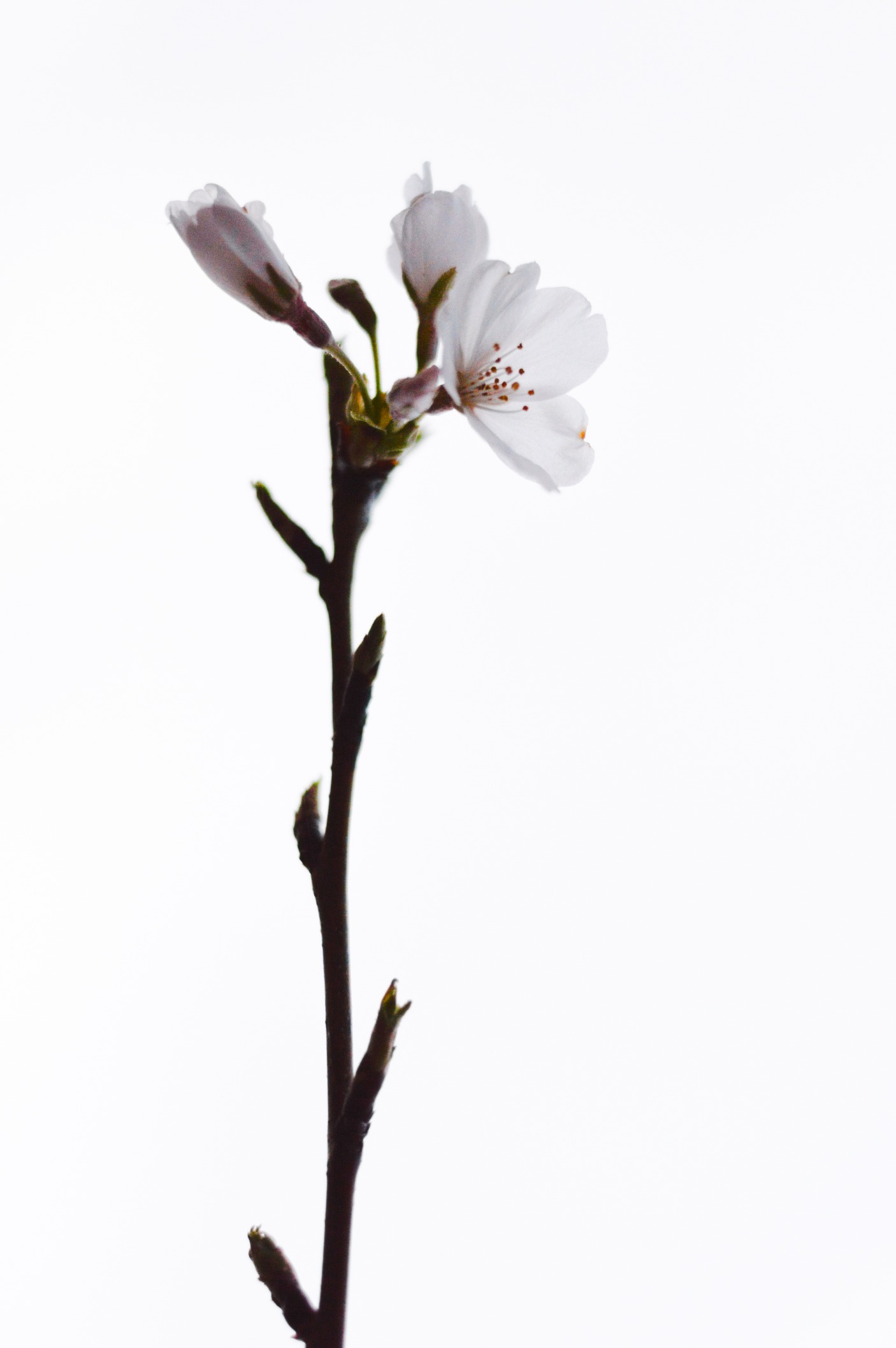 Photo By Ciara Sandborg