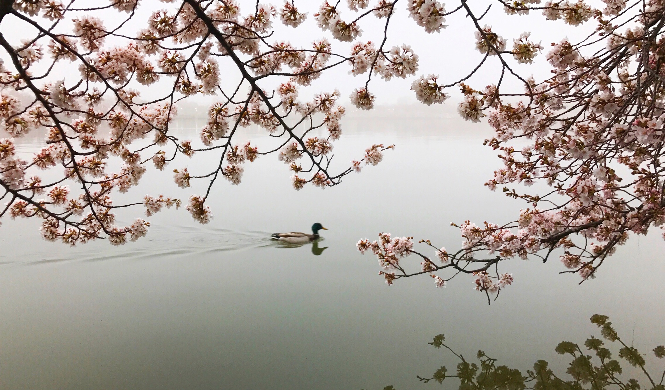 Photo By Erikson Young