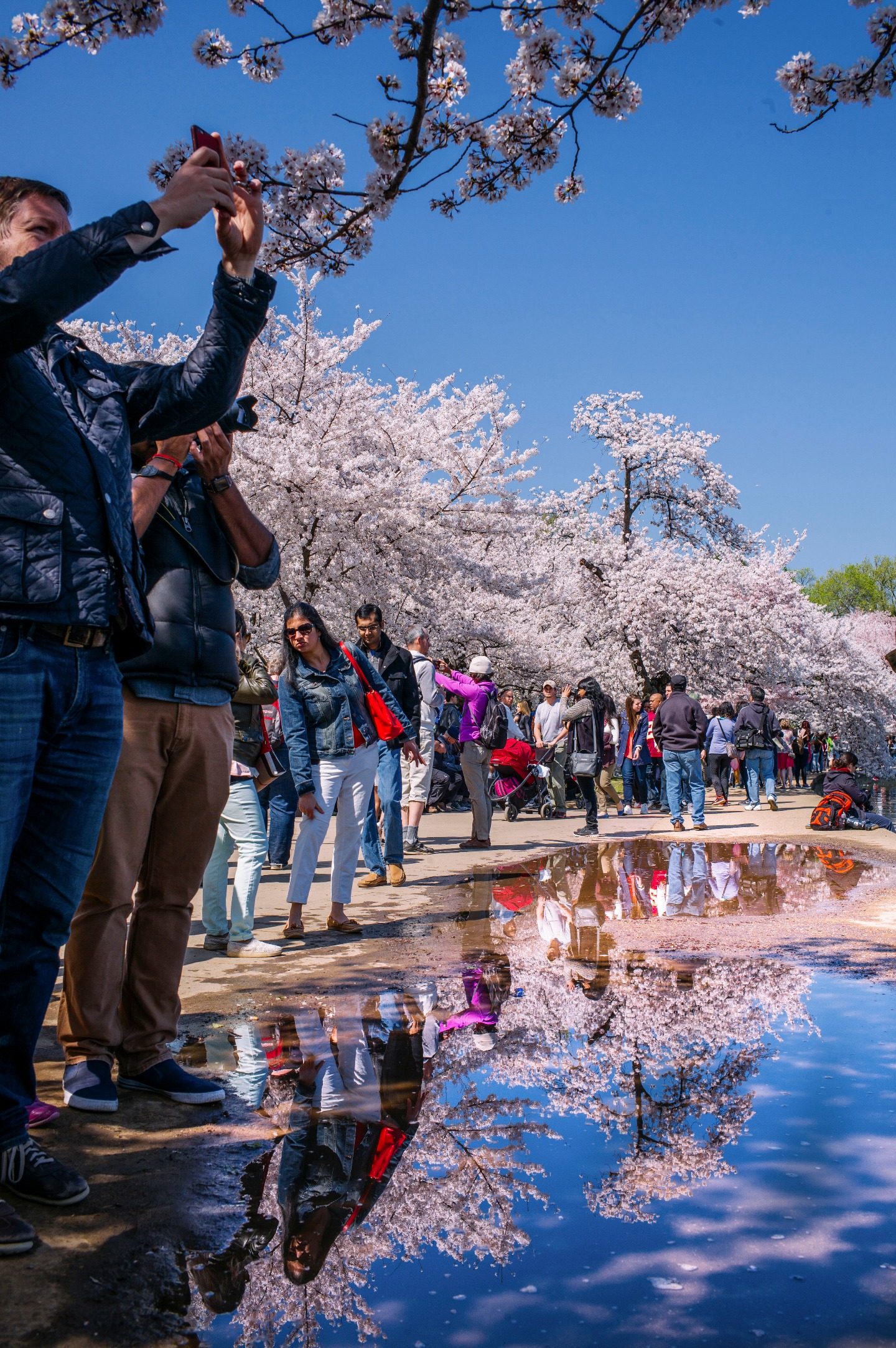 In Bloom: A Photographic Celebration of the National Cherry Blossom ...