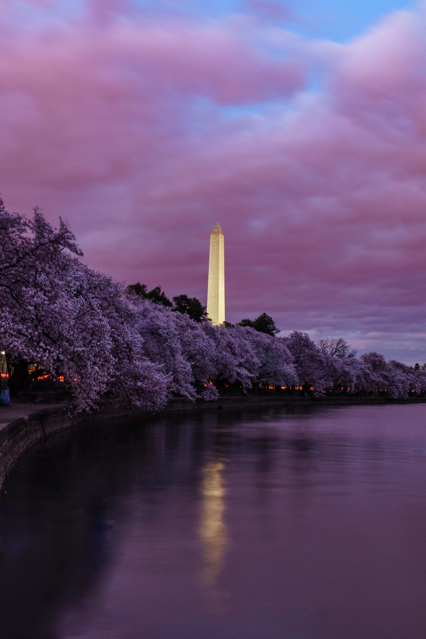 In Bloom: A Photographic Celebration of the National Cherry Blossom ...