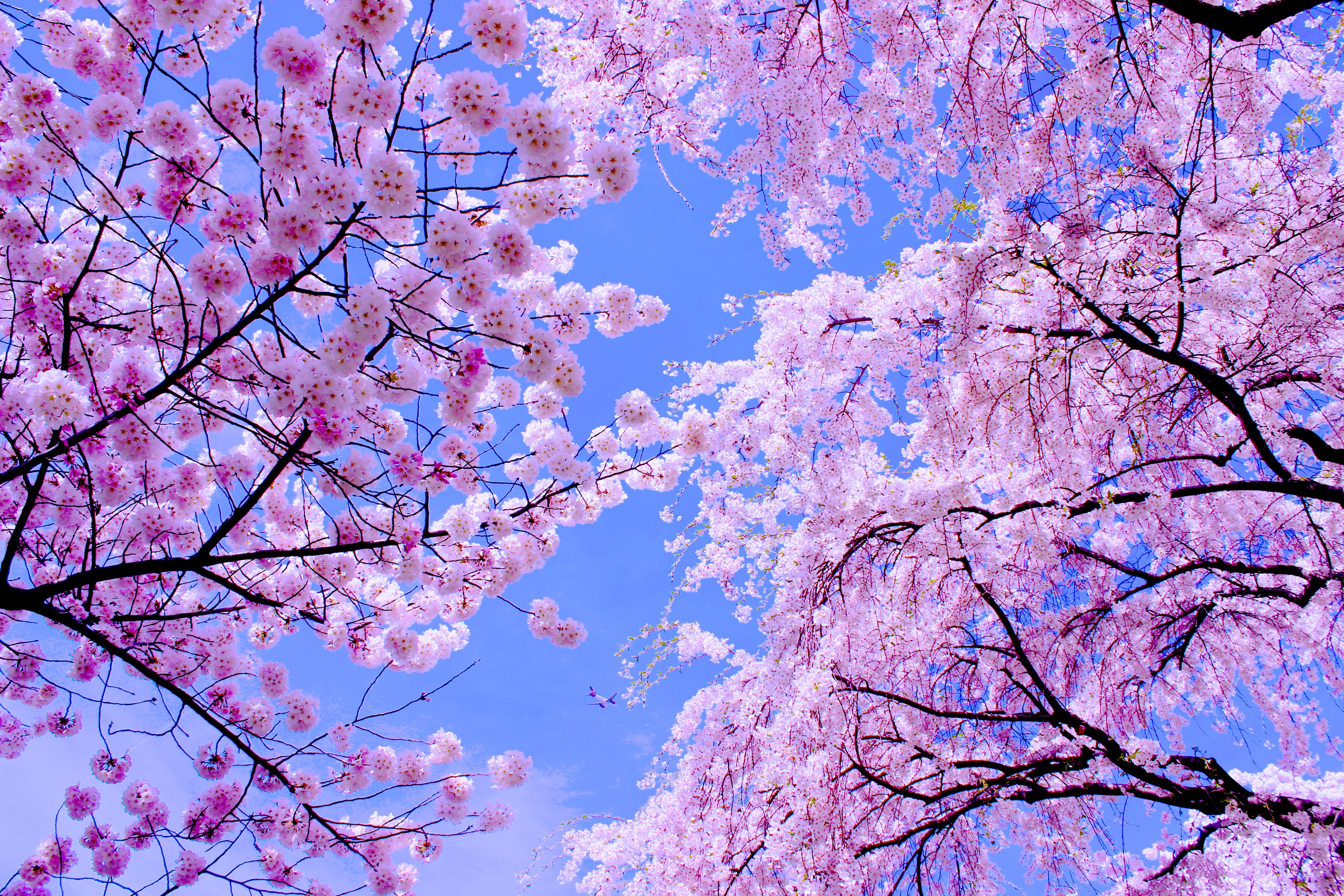 Photo By Roshni Sandhlla