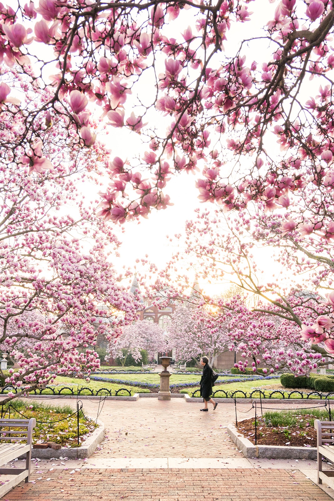 Best 17 Gardens in DC: The Instagrammers Guide