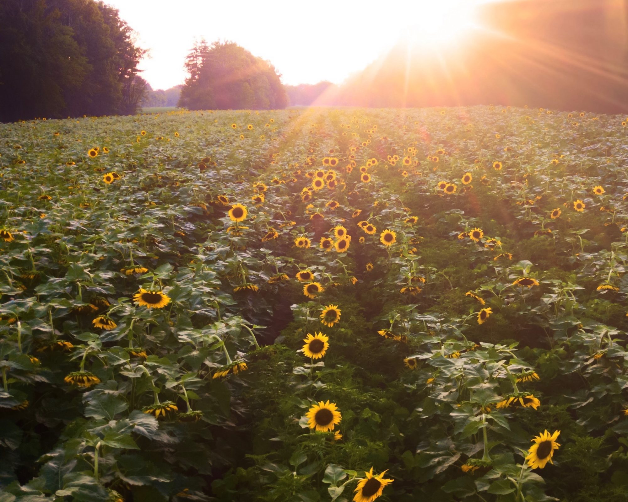 McKee-Beshers Sunflower Field Instameet
