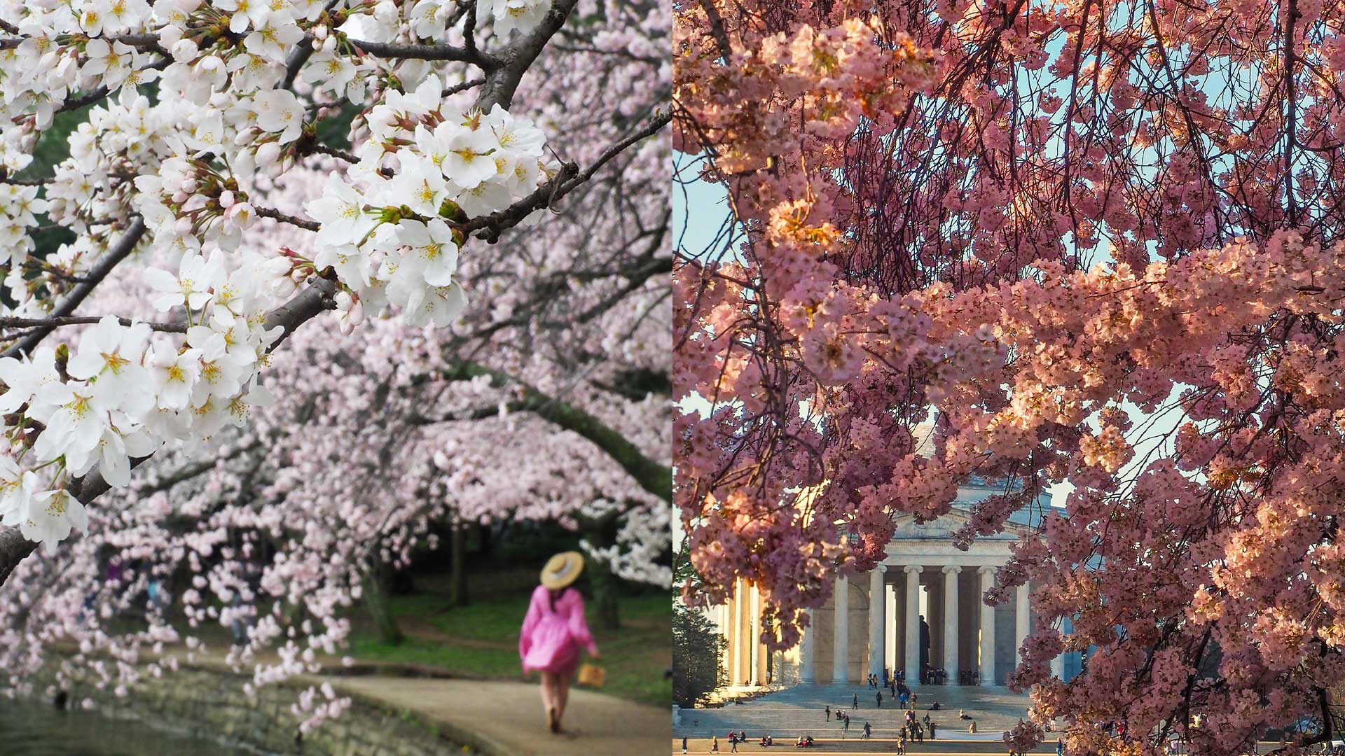 Cherry Blossom Time In Washington, D.C.